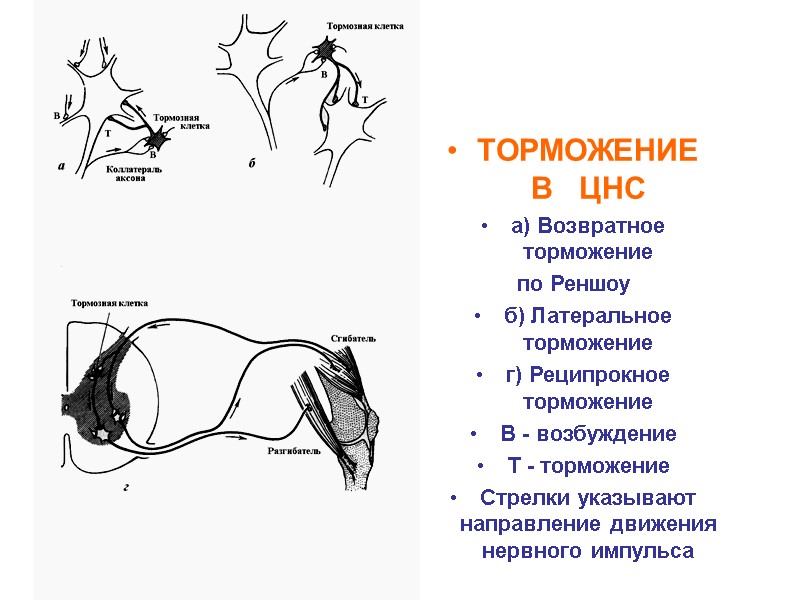 ТОРМОЖЕНИЕ     В   ЦНС а) Возвратное торможение по Реншоу